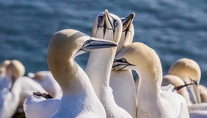 开云体育官网-国足绝杀阿根廷，C罗逆转建功中超