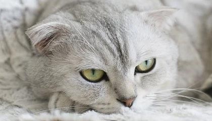 开云体育在线-德国队轻取法国队，梅西关键助攻欧冠：一场硬核战术与科技力量的交响